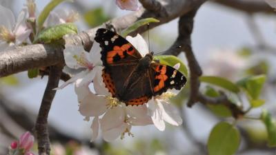 Earthwatch Blog Article: It’s said that the flutter of a butterfly’s wings has the power to create a chain reaction altering the course of weather forever. 