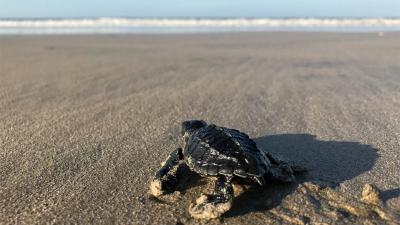 Earthwatch Blog Article: From Boston to Playa Grande, Costa Rica—A Mission to Conserve the Eastern Pacific Leatherback