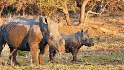 Two dehorned white rhinos (Ceratotherium simum) in South Africa