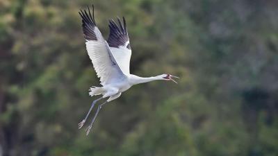 A whooping crane (Grus americana) flying with a backdrop of tree leaves