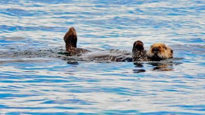 A sea otter (Enhydra lutris) swimming in Alaska (C) Alix Morris