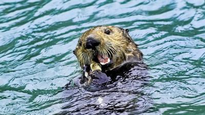 A sea otter (Enhydra lutris) eating a crab in Alaska