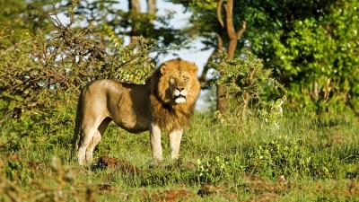 A lion in the grasses of Kenya (C) Caroline NgWeno