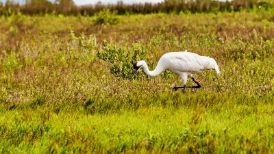 A whooping crane (Grus americana) on a marsh in Aransas National Wildlife Refuge, Austwell, Texas