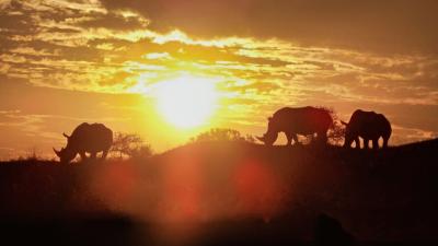 Three rhinos (Rhinoceros sondaicus) grazing in South Africa