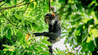 Chimp hanging on a branch in a tree in Uganda