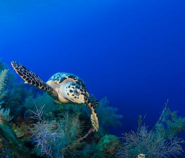 Earthwatch Blog Article: 50 Years of Saving Turtles