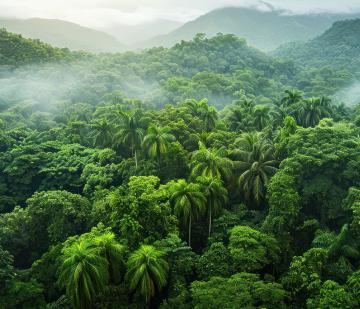 A view of a lush rainforest canopy from above, with diverse plant life 