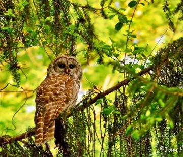 An owl perched on a branch