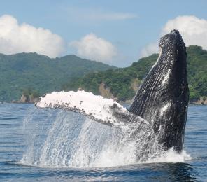 whale in costa rica