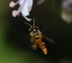 A bee approaches a flower