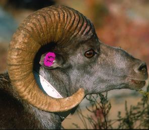 A tagged mountain sheep with its iconic large curled horns (C) R. Reading
