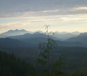 Earthwatch Expedition Bird Songs of the Olympic Peninsula