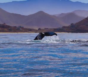 Join Earthwatch researchers on an exciting adventure on the Baja Peninsula as you study large marine animals, including dolphins, humpback whales, and whale sharks. | Earthwatch
