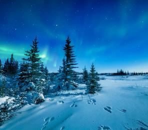 Snowshoe Hare Tracks And The Aurora Borealis in Manitoba