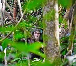 A chimpanzee (Pan troglodytes) among the trees in Uganda.