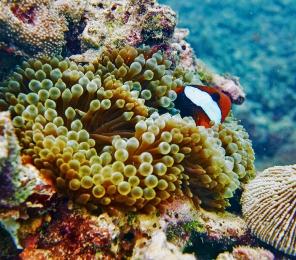 An ocellaris clownfish (Amphiprion ocellaris) swimming among the coral of the Great Barrier Reef