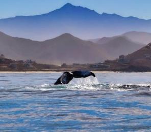 A whale tail peeking out of the Baja peninsula water with a backdrop of mountains.