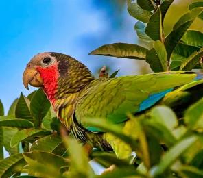 A Cuban amazon (Amazona leucocephala), also known as the Cuban in a tree. parrot and the rose-throated parrot 