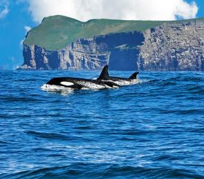 Two killer whales break the surface (C) Icelandic Orca Project