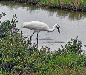 A large whooping crane wades in the water (C) Dianna Bell