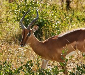 An impala (Aepyceros melampus) grazing on vegetation in South Africa
