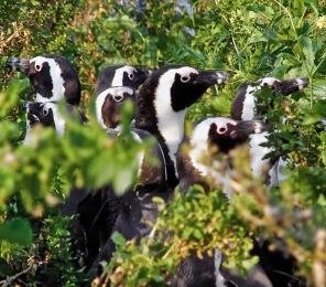 A colony of African penguins (Spheniscus demersus) (C) Anthony Brown
