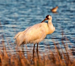 Whooping Crane (Grus americana) at Aransas National Wildlife Refuge, Texas