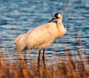 Whooping Crane (Grus americana) at Aransas National Wildlife Refuge, Texas