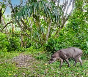 REGUA houses at least 60 mammal species, including this South American tapir (Tapirus terrestris) (C) Mary Rowe