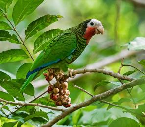 The Cuban amazon (Amazona leucocephala), also known as the Cuban parrot sitting on a branch in Cuba (C) Maikel Cañizares