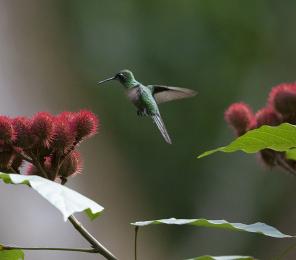 A Cuban Emerald (Chlorostilbon ricordii) hummingbird flying between two Bixa orellana, also known as achiote (C) Maikel Cañizares