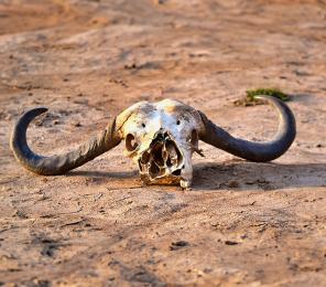 A buffalo skull found during a bone survey in Zambia