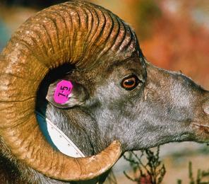 A tagged Desert bighorn sheep (Ovis canadensis nelsoni) with its iconic large curled horns (C) R. Reading