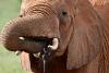 An elephant drinks water (C) Lynn Von Hagen