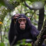 Chimp in Uganda