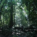 Budongo Forest Reserve, Uganda