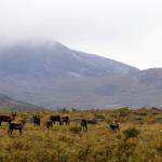 climate change in the mackenzie mountains mamet