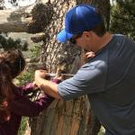 Earthwatch volunteers measuring a tree