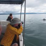 earthwatch volunteers observe dolphins and other marine mammals