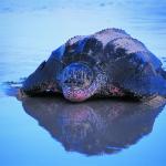 A female leatherback sea turtle comes ashore to lay her eggs | Earthwatch
