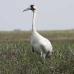 The whooping crane has become one of the most well-known endangered species in North America– a symbol of human interference with nature. 