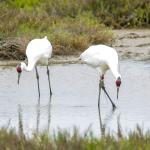 The Aransas-Wood Buffalo population of whooping cranes (Grus Americana) is the last wild, naturally migratory flock of the species in the world. 