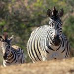 Two zebras grazing in the Africa savanna 