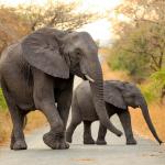 Mother and baby elephant walking across a road in Africa