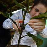 Volunteer assessing tropical vegetation growth