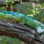 A brightly colored lizard in a tree (C) Dr Natalia Rossi