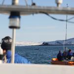 Earthwatch volunteers track killer whales by boat (C) Filipa Samarra