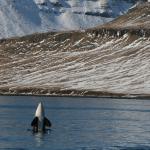 A killer whale spy hops (C) Filipa Samarra