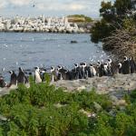 Colony of African penguins
